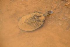 Phrynops williamsi