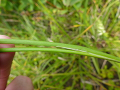 Juncus nevadensis inventus