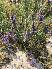 Hyssopus officinalis