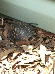 Terrapene carolina