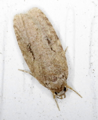 Agonopterix curvilineella