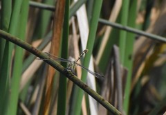 Erpetogomphus lampropeltis natrix