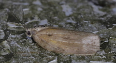 Choristoneura conflictana