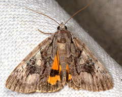Catocala blandula