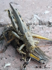 Melanoplus differentialis