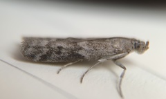 Eurythmia hospitella