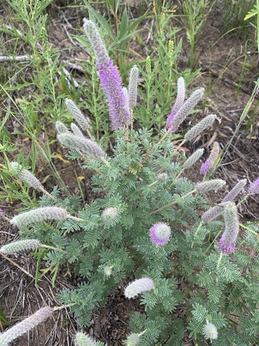 Dalea villosaSilky Prairie Clover50_Seeds 