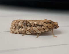 Choristoneura houstonana