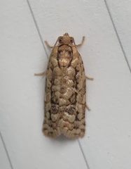 Choristoneura houstonana