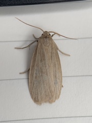 Crambidia lithosioides