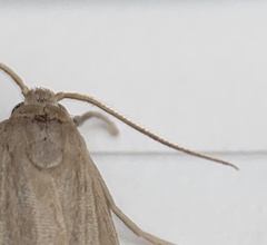 Crambidia lithosioides