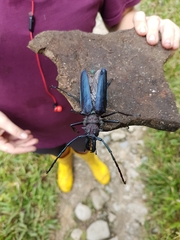 Psalidognathus friendii