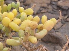 Tetraena fontanesii image