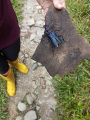 Psalidognathus friendii