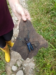 Psalidognathus friendii