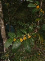 Azara integrifolia
