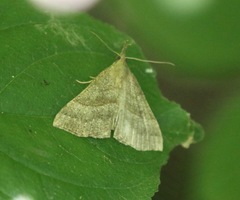 Hypena atomaria