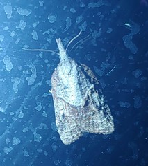 Platynota idaeusalis