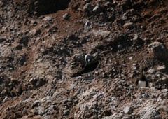 Sula leucogaster brewsteri