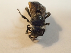 Dielis pilipes