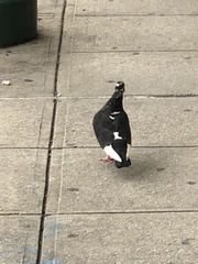 Columba livia