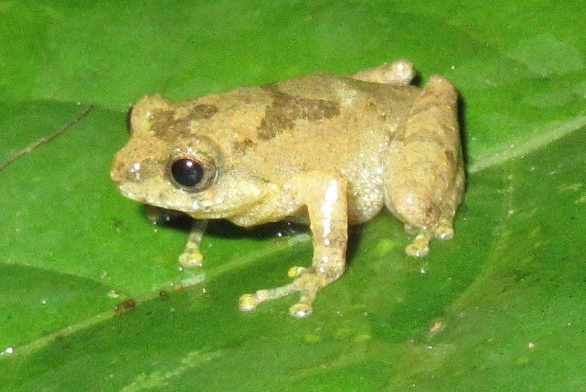 Reza Khan's Bush Frog