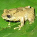 Raorchestes rezakhani - Photo (c) Jonathan Hakim, some rights reserved (CC BY-NC), uploaded by Jonathan Hakim