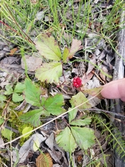 Rubus arcticus