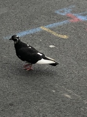 Columba livia