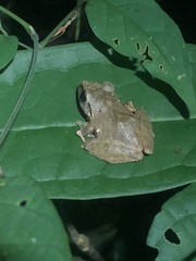 Pristimantis reichlei