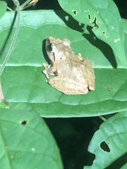 Pristimantis reichlei