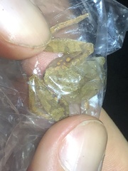 Pristimantis reichlei