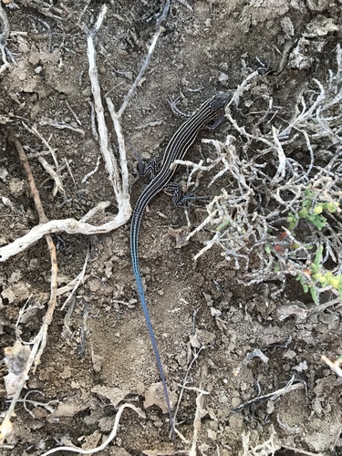 Aspidoscelis labialis