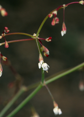 Eriogonum watsonii