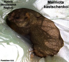 Marmota kastschenkoi
