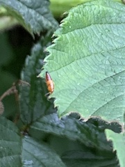 Tachyporus abdominalis