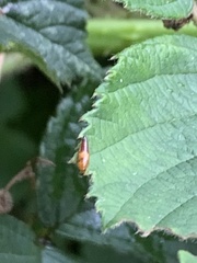 Tachyporus abdominalis