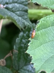 Tachyporus abdominalis