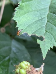 Tachyporus abdominalis
