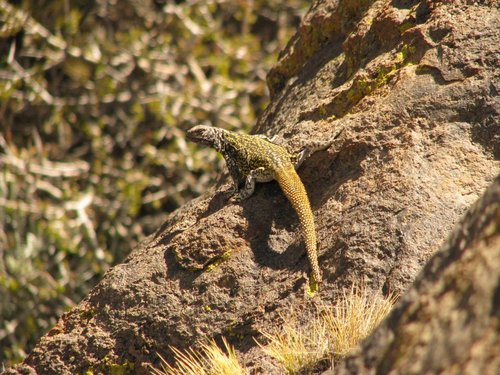 Phymaturus roigorum