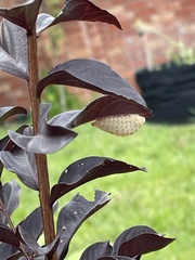 Megalopyge opercularis