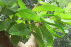 Ahaetulla prasina