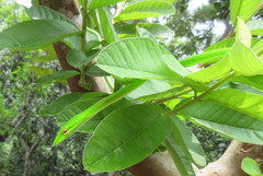 Ahaetulla prasina
