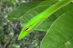 Ahaetulla prasina