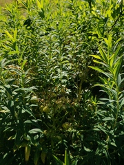 Euphorbia palustris