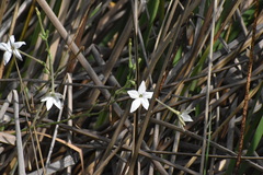 Nicotiana repanda