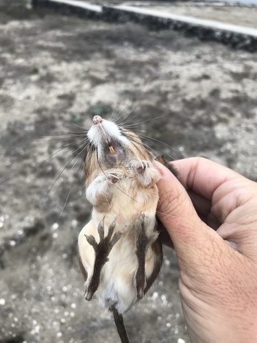 Dulzura Kangaroo Rat