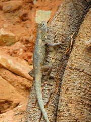 Sceloporus gadoviae