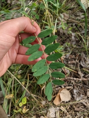 Astragalus canadensis
