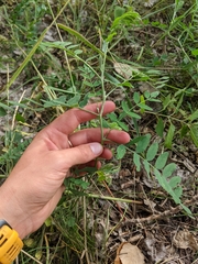 Astragalus canadensis